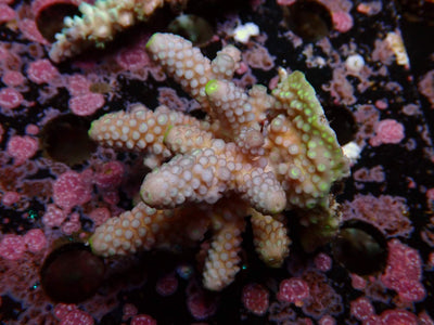 Fiji Acropora Humilis | WYSIWYG