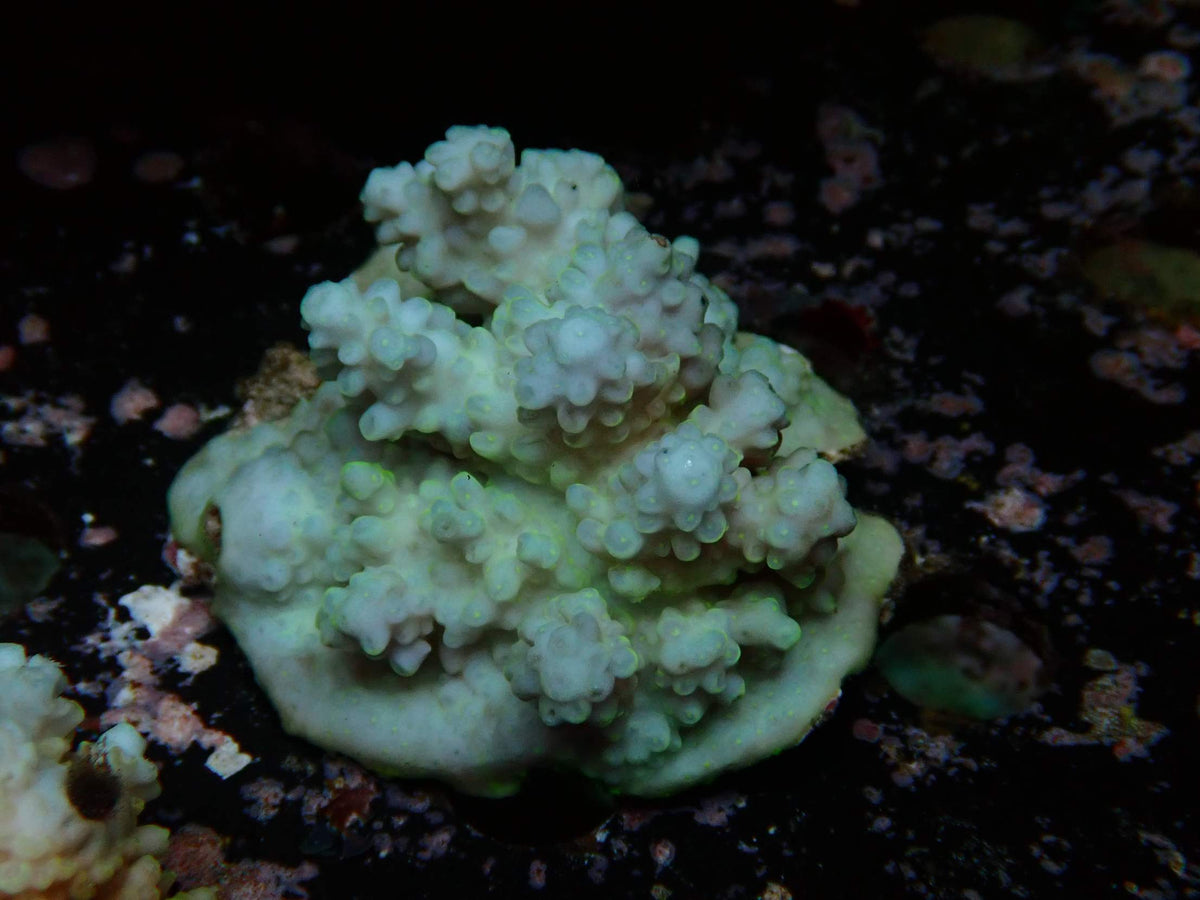 Fiji Acropora Ultra WYSIWYG – daylight photo, light blue-white with a green sheen