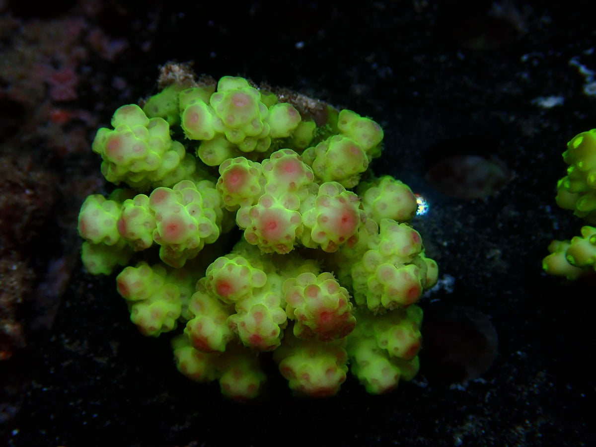 Fiji Acropora Florida WYSIWYG – daylight photo, neon green with pink-red corallites
