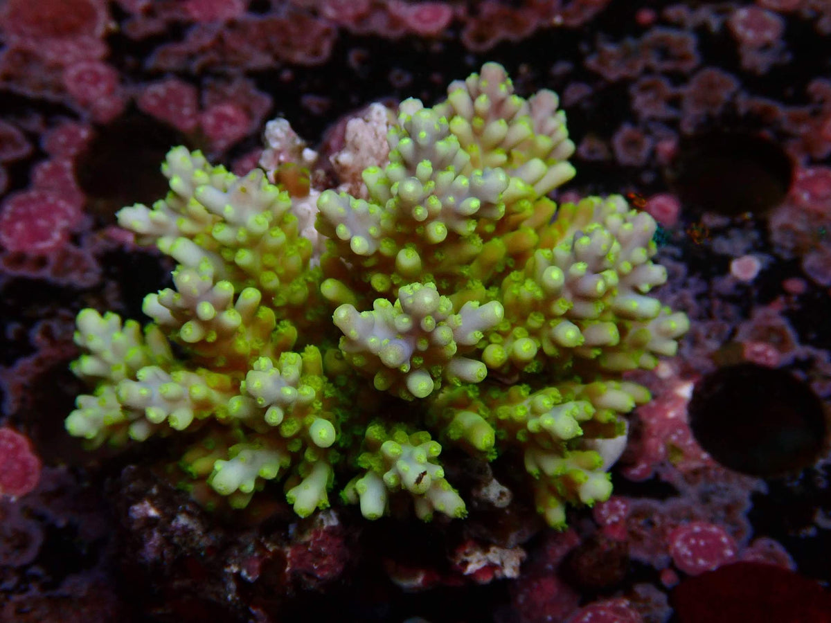 Fiji Acropora Valida WYSIWYG – daylight photo, light green with pastel tips
