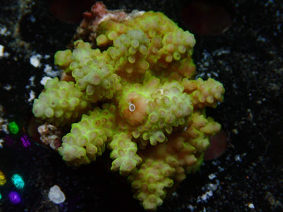 Fiji Acropora Ultra | WYSIWYG
