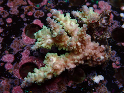 Fiji Acropora Tenuis | WYSIWYG