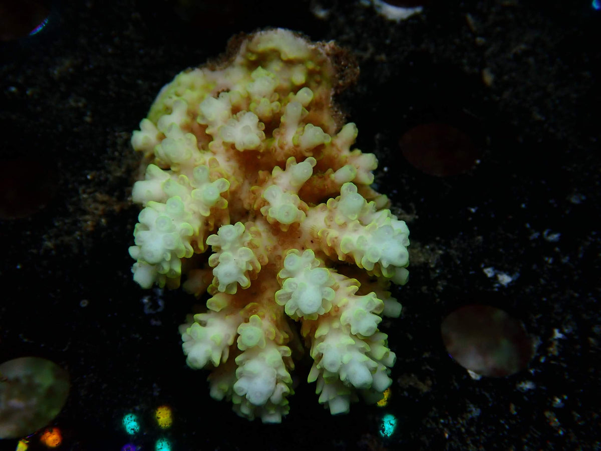 Fiji Acropora Shortcake WYSIWYG – daylight photo, cream-white with green-rimmed corallites