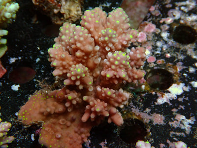 Fiji Acropora Valida | WYSIWYG