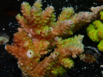 Fiji Acropora Tenuis | WYSIWYG