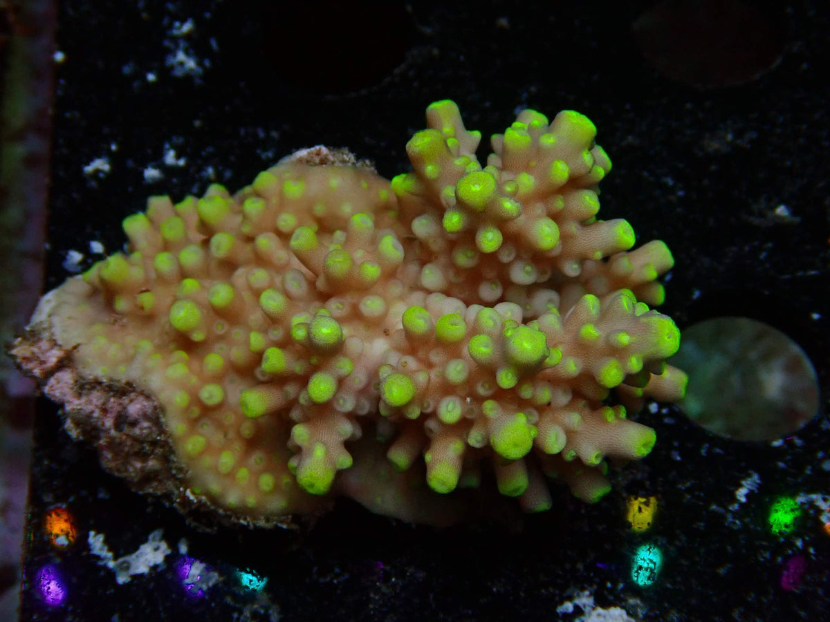 Fiji Acropora Valida WYSIWYG – daylight photo, salmon with neon green polyp tips
