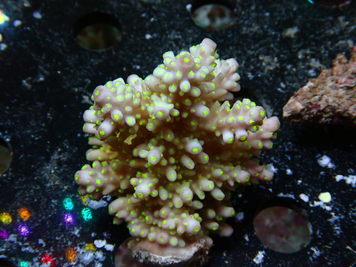 Fiji Acropora Valida WYSIWYG – daylight photo, pink-beige with neon green polyps