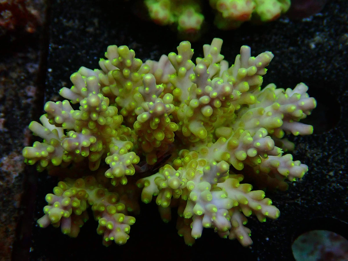 Fiji Acropora Valida WYSIWYG – daylight photo, yellow-green with pastel tips