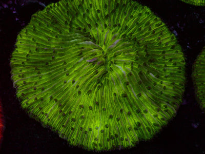 Fungia Toxic | WYSIWYG
