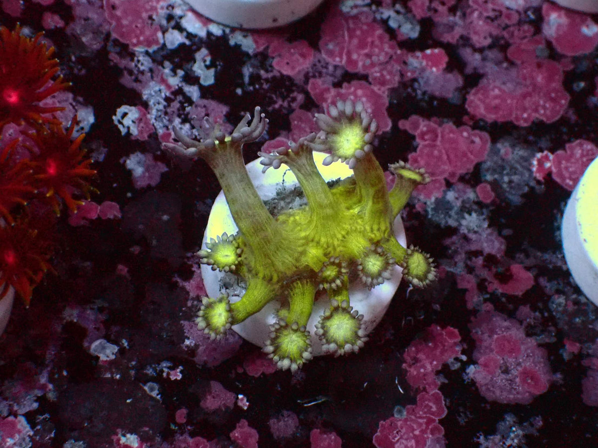 Goniopora Metallic WYSIWYG – Blaulichtaufnahme, neongrüner Körper mit grau-lila Tentakeln