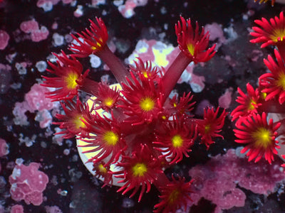 Goniopora Ultra | WYSIWYG