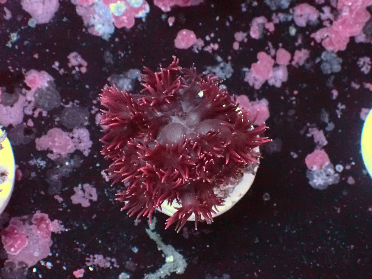 Goniopora Dark WYSIWYG – Blaulichtaufnahme, dunkles Weinrot