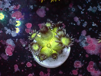 Goniopora Metallic | WYSIWYG