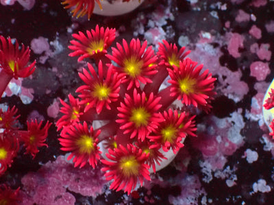 Goniopora Ultra Yellow Center | WYSIWYG