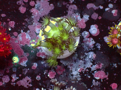 Goniopora Toxic | WYSIWYG