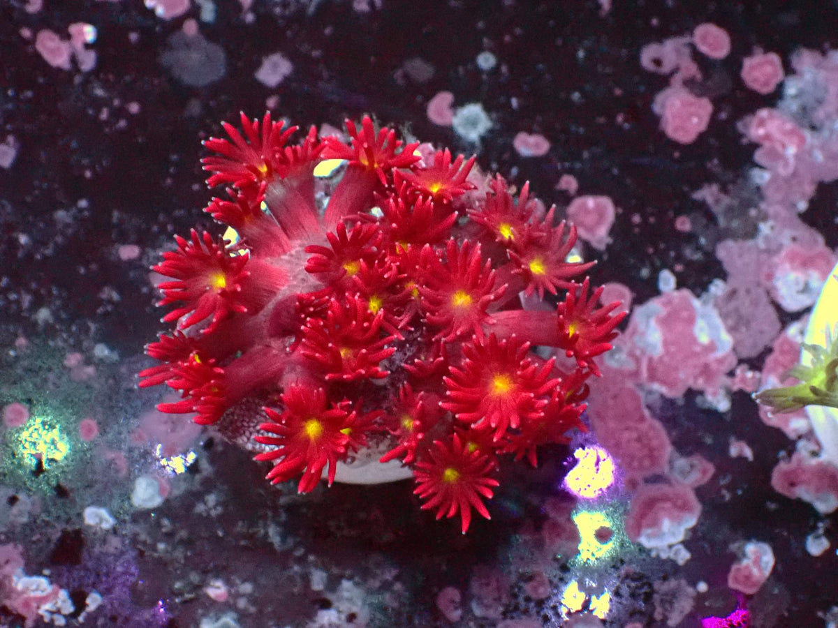 Goniopora Ultra Yellow Center WYSIWYG – blue light photo, red with yellow centre