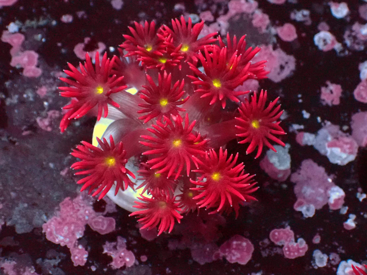 Goniopora Ultra Yellow Center WYSIWYG – blue light photo, red with yellow centre