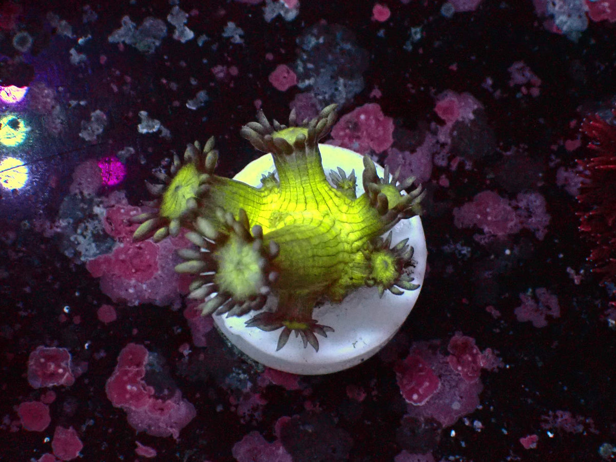 Goniopora Metallic WYSIWYG – blue light photo, neon yellow-green with grey-brown tentacles