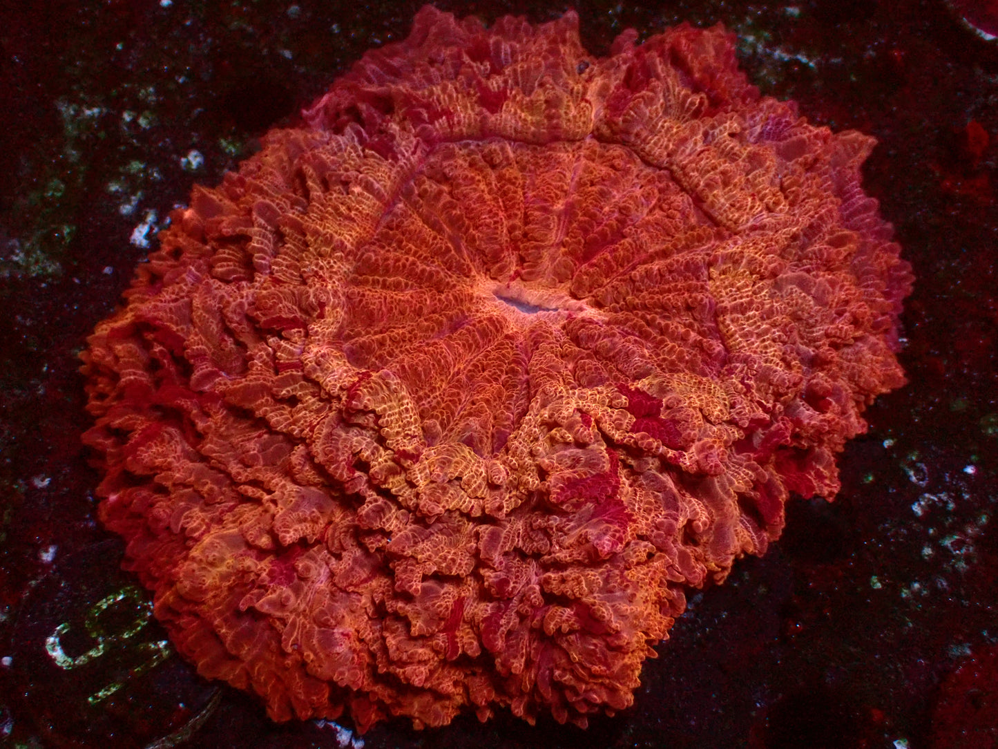 PR Cherry Acanthophyllia