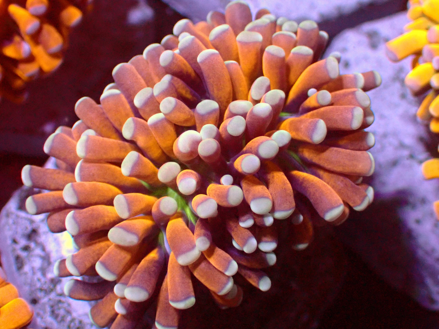 Euphyllia Tiger Style Torch | WYSIWYG
