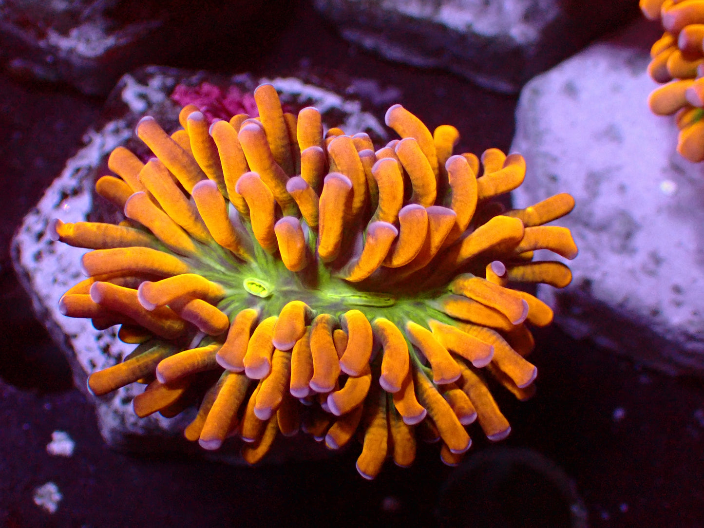 Euphyllia Banana Christata Torch | WYSIWYG