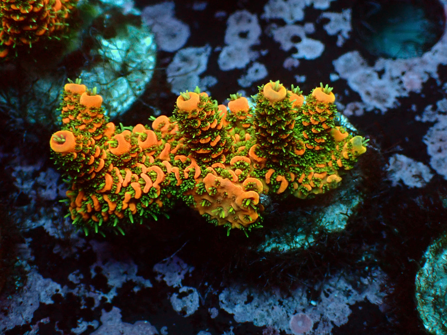 Lorax Millepora | WYSIWYG