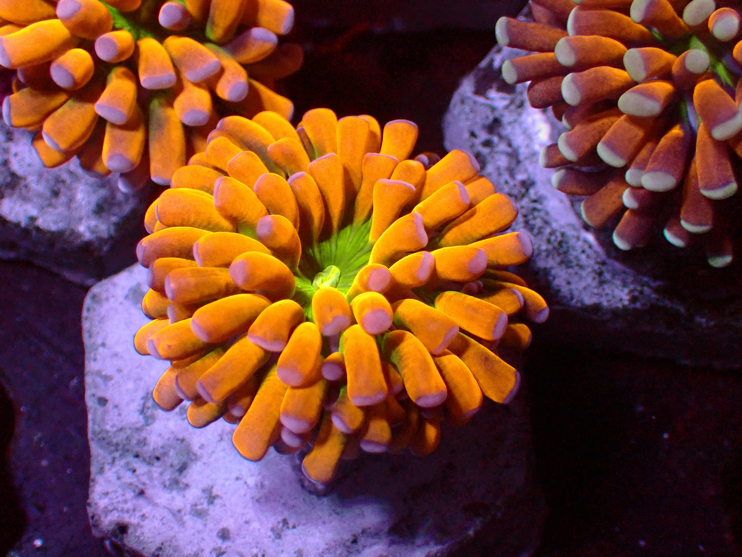 Euphyllia Banana Christata Torch | WYSIWYG