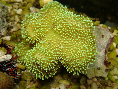 Sarcophyton Neon Fiji | WYSIWYG