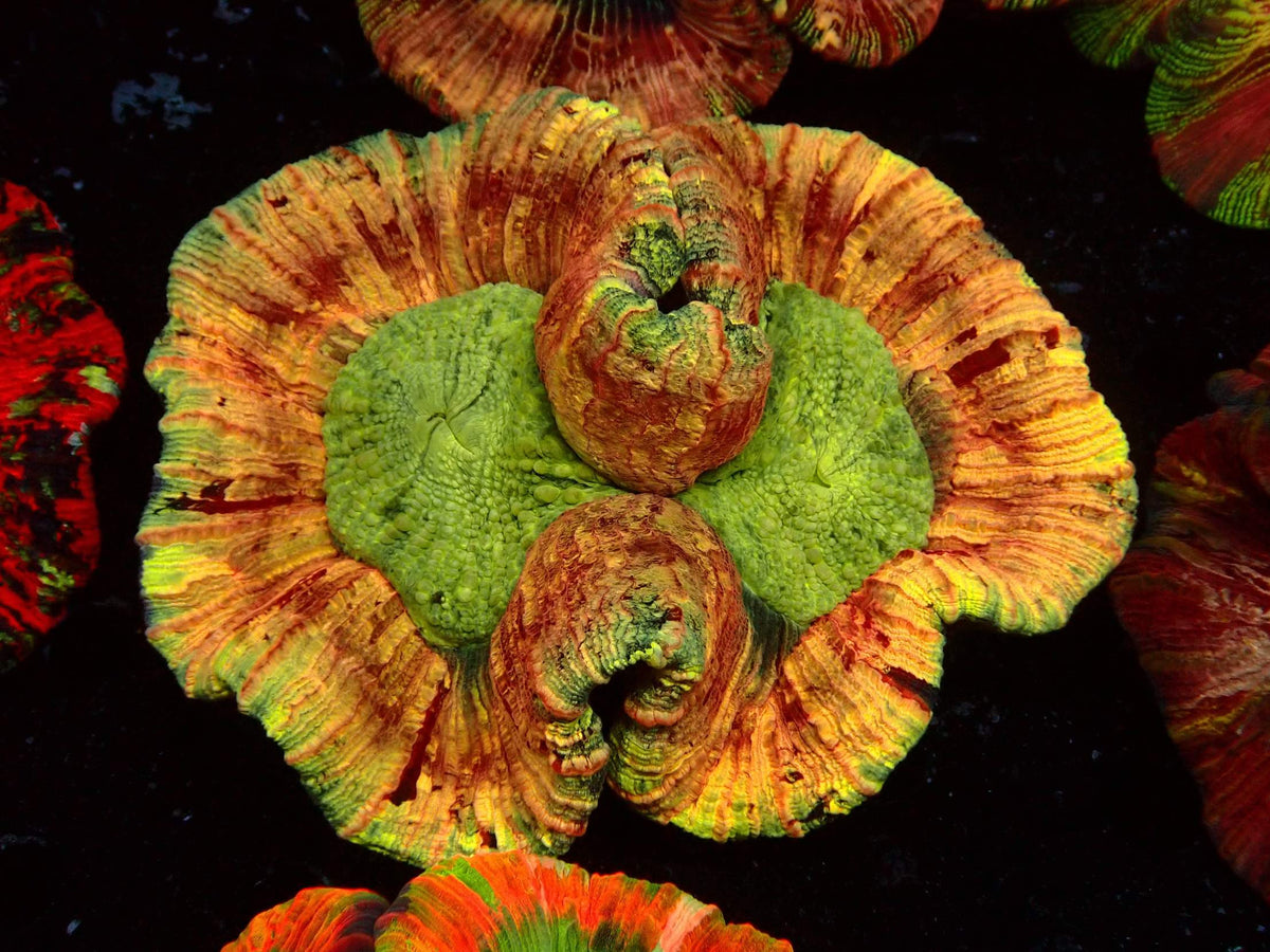 Trachyphyllia Mastergrade WYSIWYG – Blaulichtaufnahme, orange-rot gestreift mit neongrüner Mundscheibe