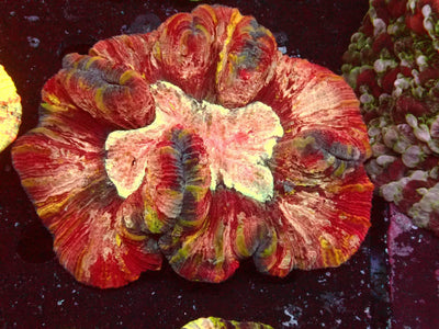 Trachyphyllia Mastergrade | WYSIWYG