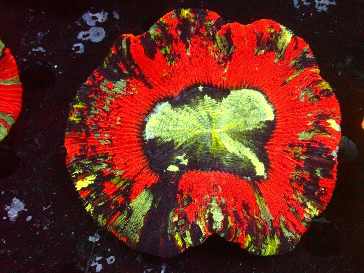Trachyphyllia Mastergrade WYSIWYG – Blaulichtaufnahme, leuchtend rot mit dunklen und gelbgrünen Flecken