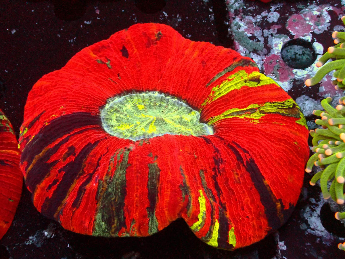 Trachyphyllia Mastergrade WYSIWYG – Blaulichtaufnahme, intensiv rot mit dunklen Streifen und gelbgrünem Zentrum