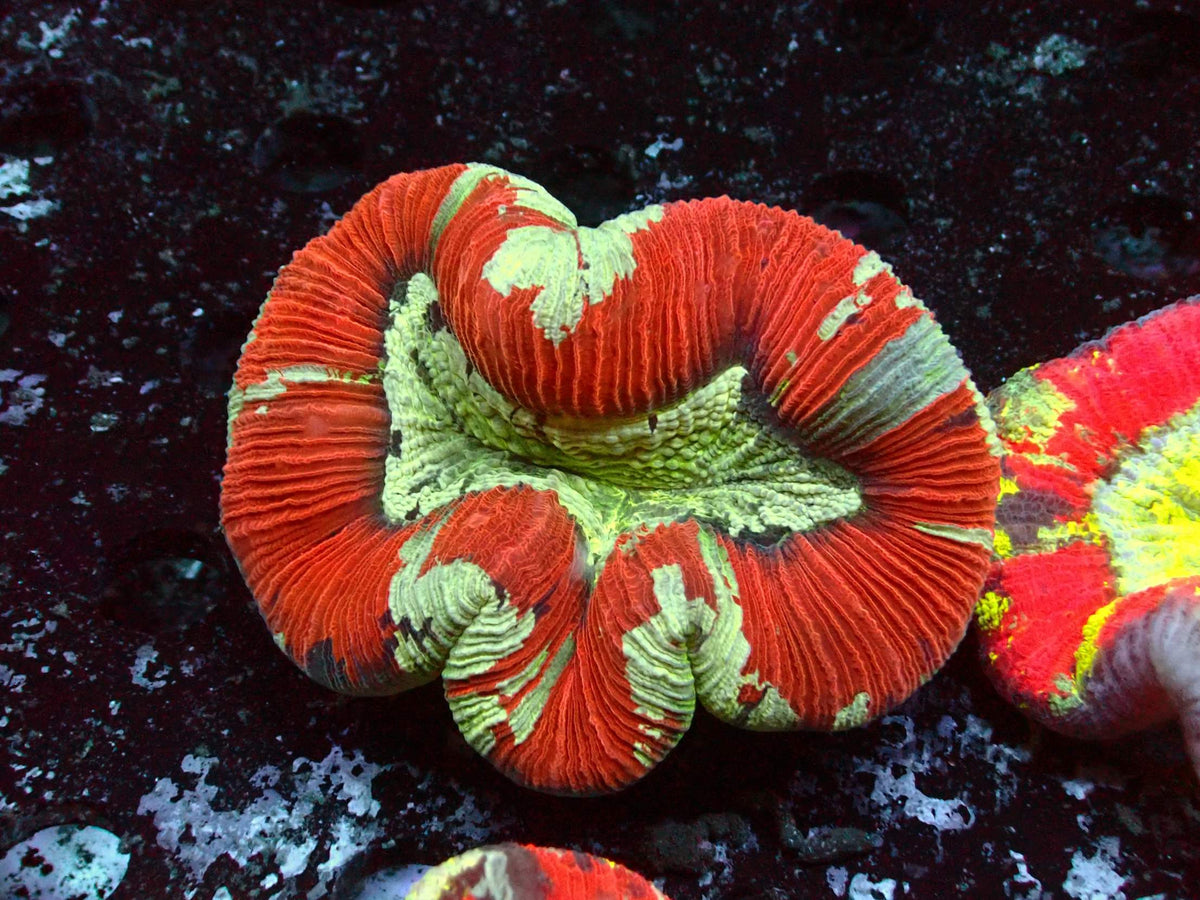 Trachyphyllia Rainbow WYSIWYG – blue light photo, bright red with light green patches and green centre