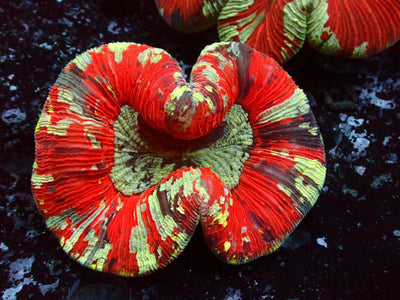 Trachyphyllia Rainbow | WYSIWYG
