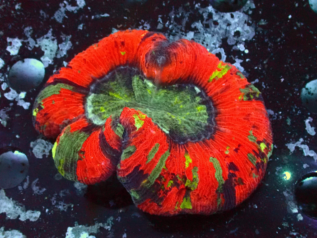Trachyphyllia Rainbow WYSIWYG – Blaulichtaufnahme, kräftiges Rot mit grünen Streifen und grüner Mitte