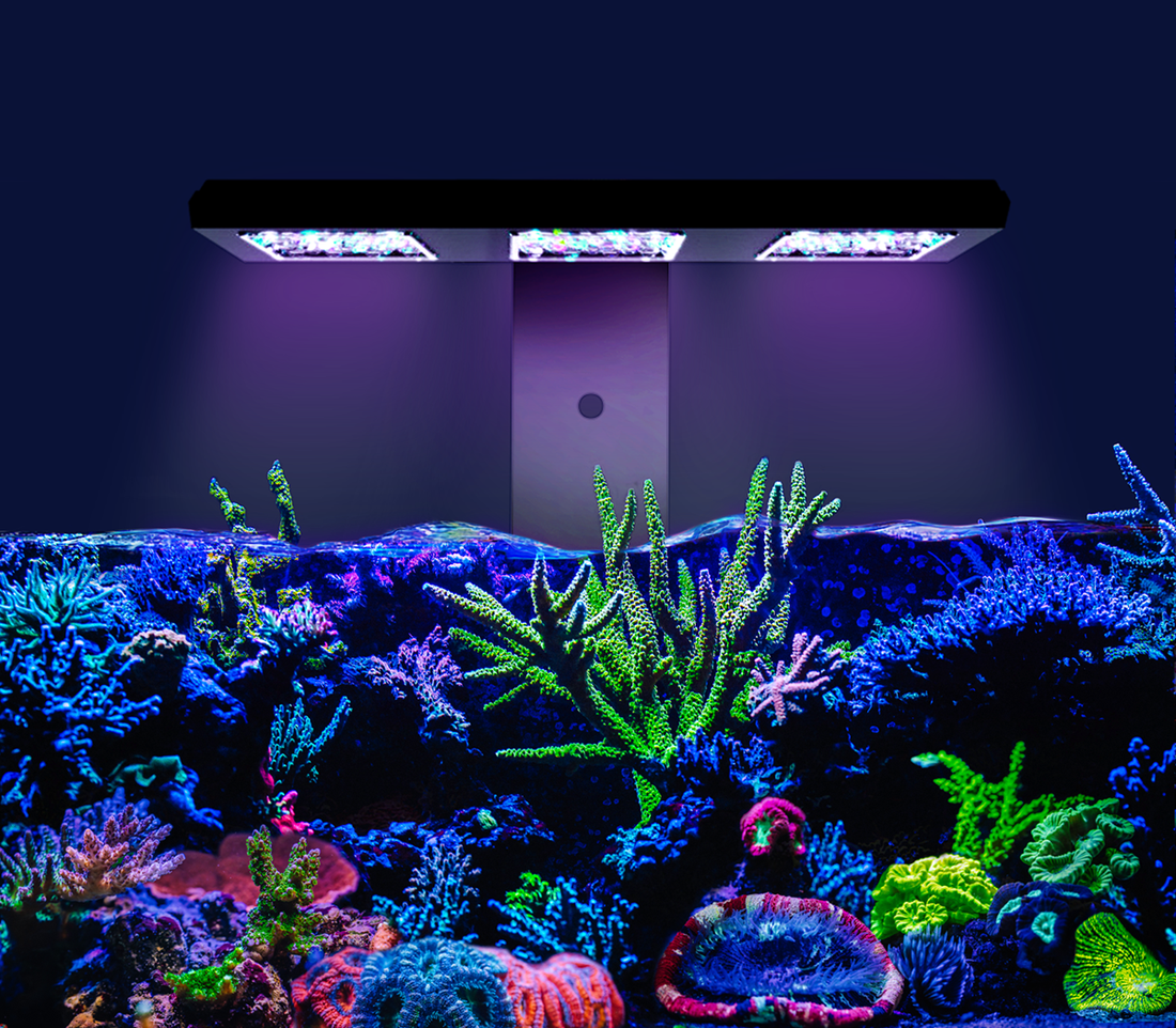 Riffaquarium mit LED-Beleuchtung für Einsteiger