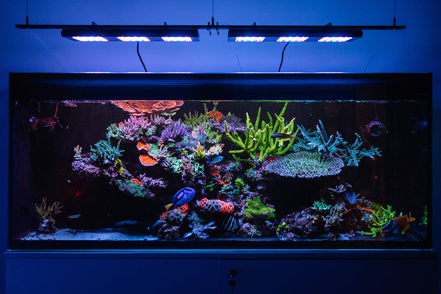 Meerwasseraquarium einrichten