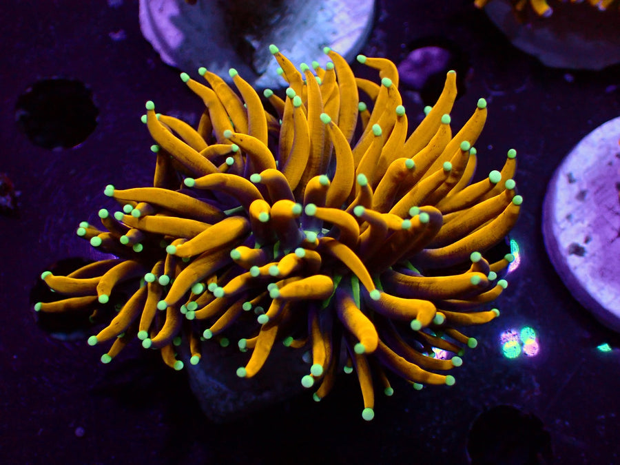 Torch-Koralle Euphyllia glabrescens im Riffaquarium