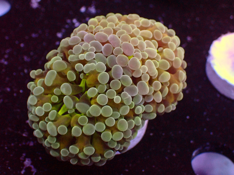 Euphyllia paraancora Lemon Lime (Doublehead) from Premium Reefing