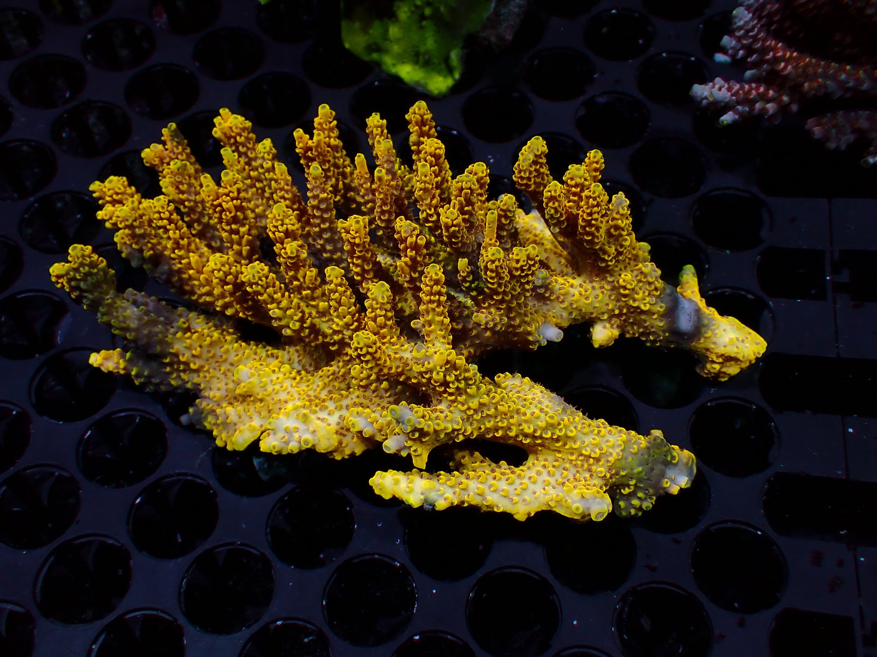 Acropora