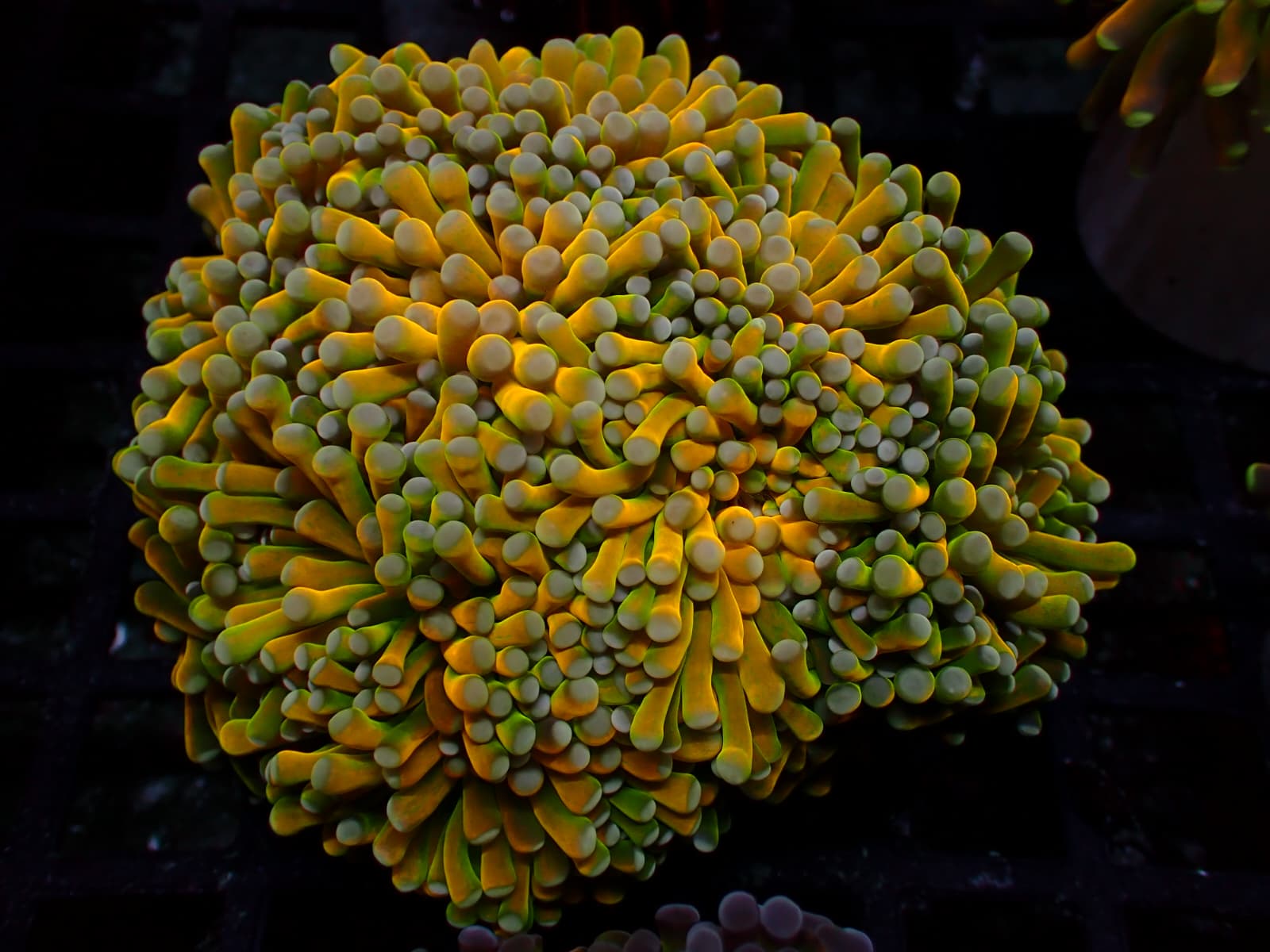 Euphyllia