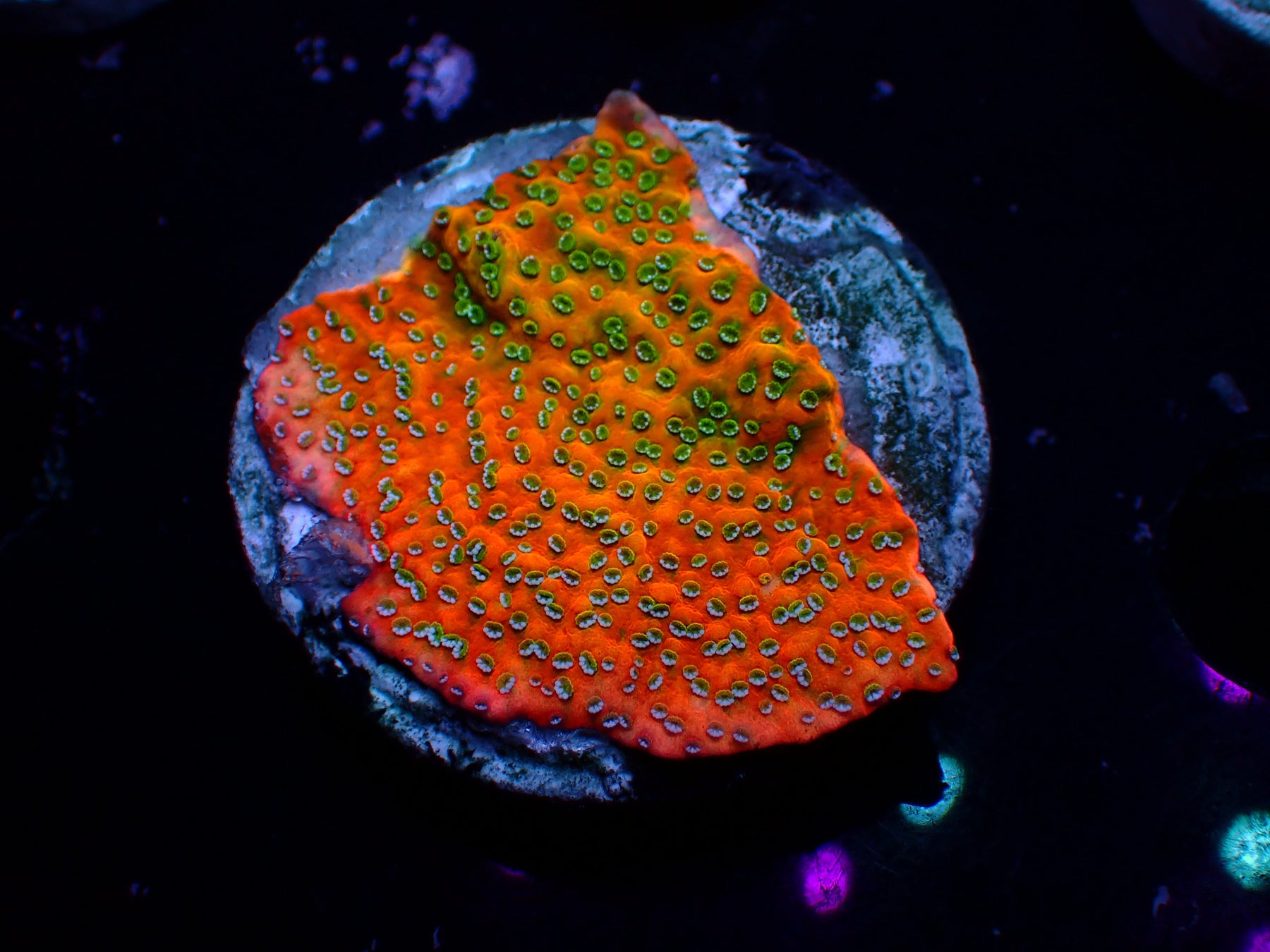 Montipora