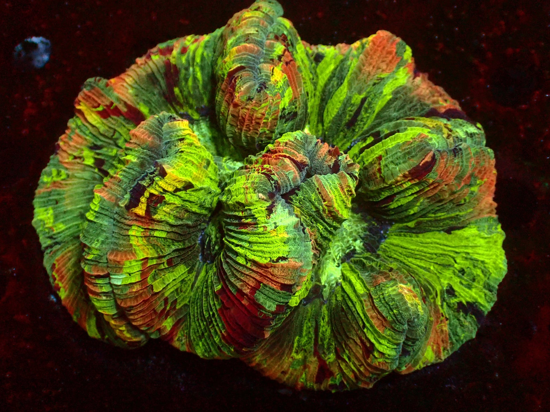 Trachyphyllia