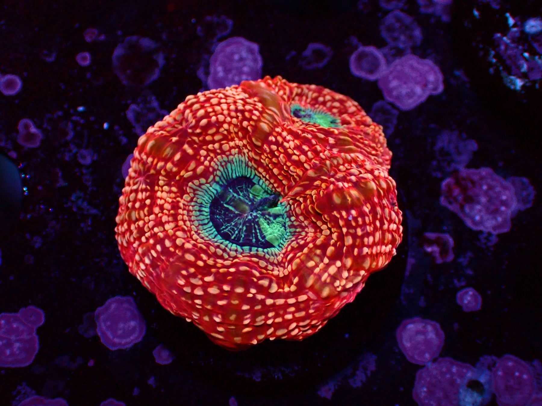 Acanthastrea