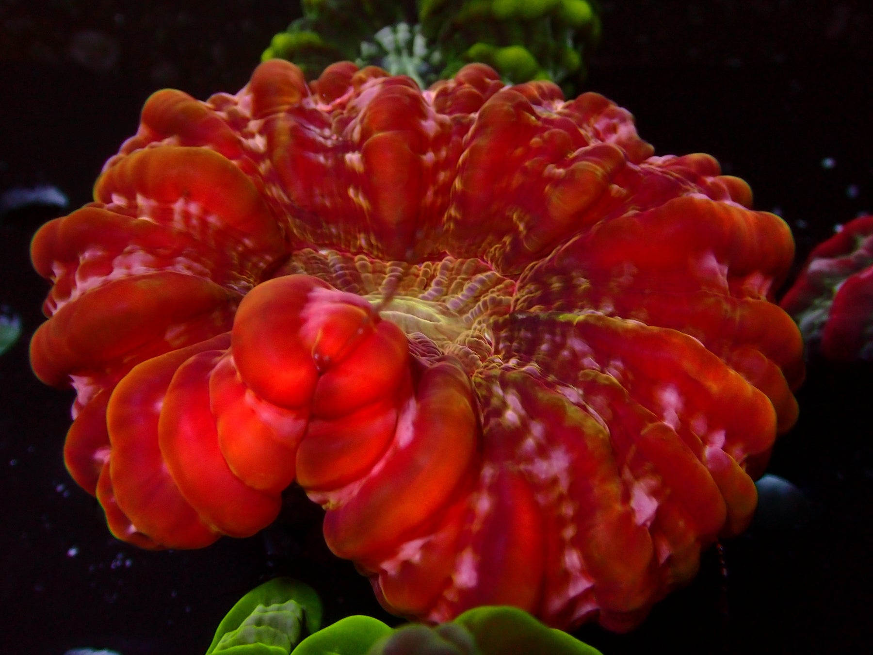 Acantho/Cynarina/Scolymia