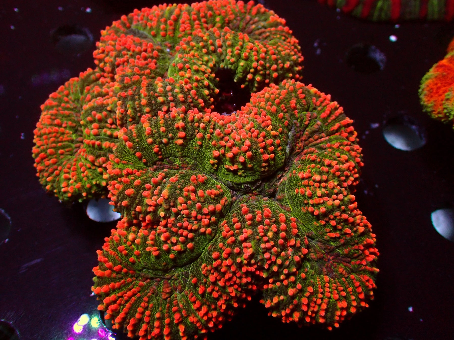 Lobophyllia/Symphyllia