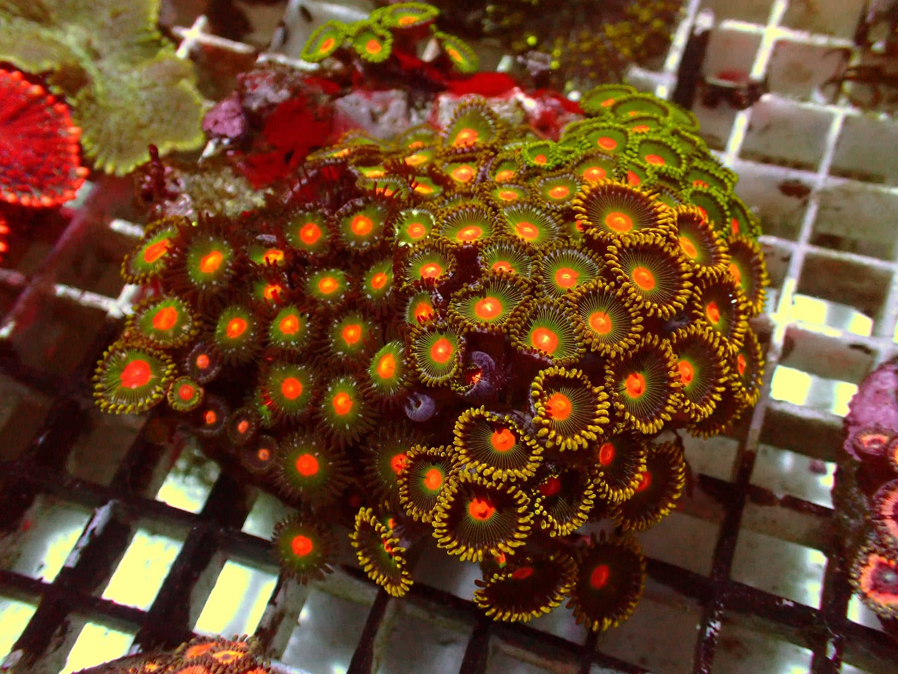Krustenanemonen