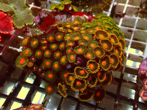 Krustenanemonen