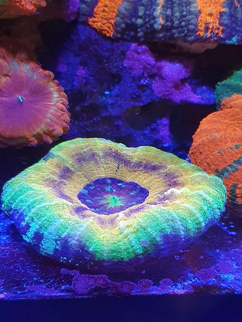 Korallenfoto mit D-D Coral Colour Lens XL