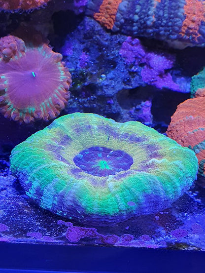 Korallenfoto ohne D-D Coral Colour Lens XL